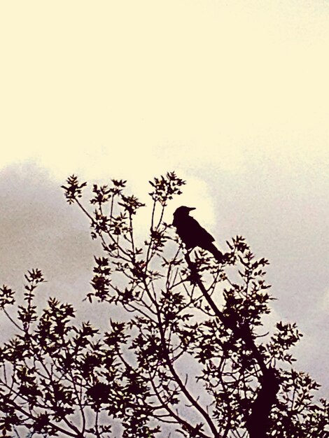 写真 木の上に座っている鳥の低角度の景色