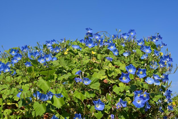 写真 晴れた空を背景にく青い花の低角度の景色