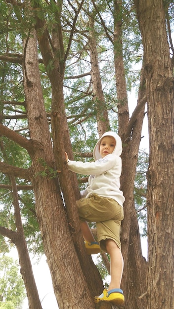 写真 木に登っている少年を低角度で眺める