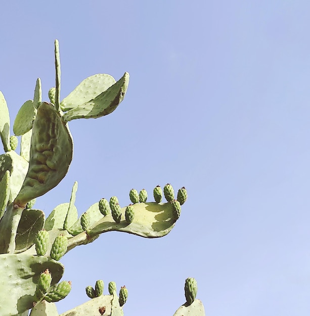 Фото Низкоугольный вид кактуса на чистом небе
