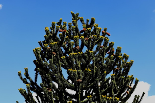 写真 澄んだ青い空を背景にカクタス植物の低角度の眺め