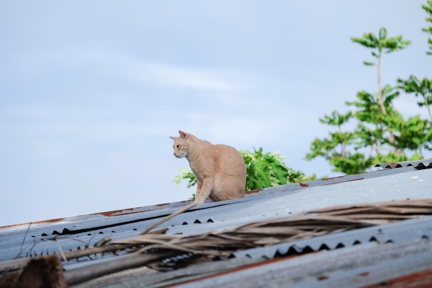 写真 天空を背景に屋根の上にある猫の低角度の景色