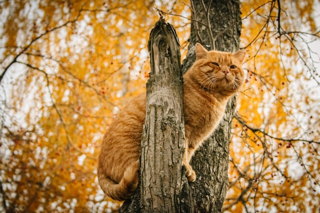 写真 木の上の猫の低角度の視点