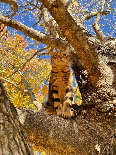 사진 나무 에 앉아 있는 고양이 의 낮은 각도 시각
