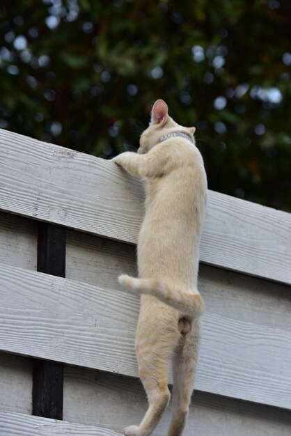 写真 木の上に座っている猫の低角度の景色