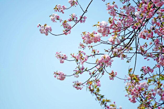 写真 澄んだ空に照らされた桜の低角度の景色