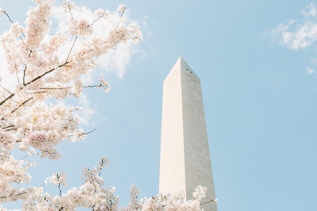 写真 空に照らされた桜の低角度の景色