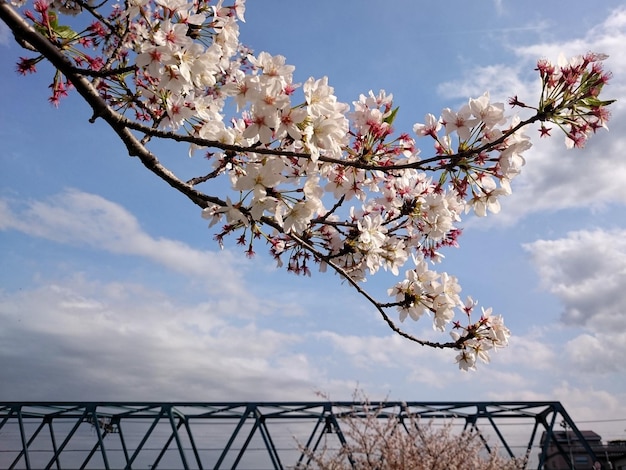 写真 空に照らされた桜の低角度の景色