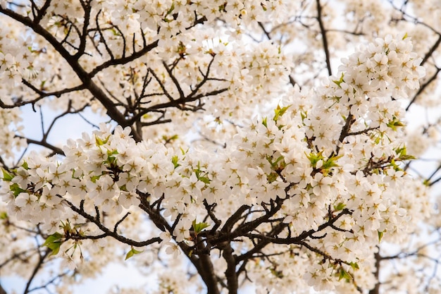 写真 桜の花の低角度の景色