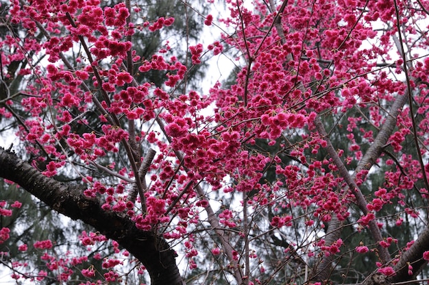 写真 桜の花の低角度の景色