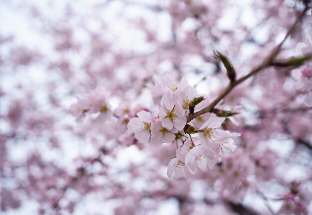 写真 桜の花の低角度の景色