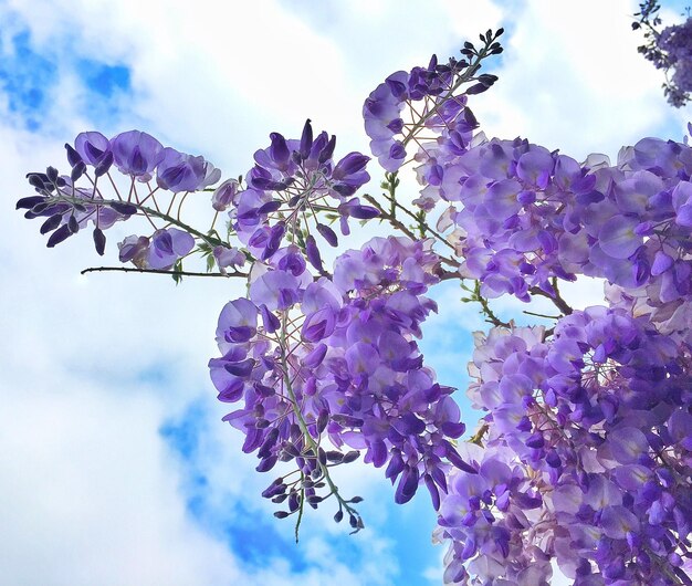 写真 桜の花の低角度の眺め