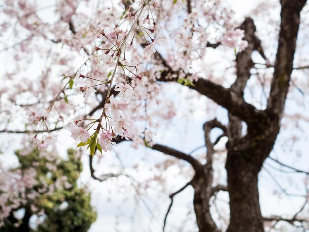 写真 桜の花の低角度の眺め