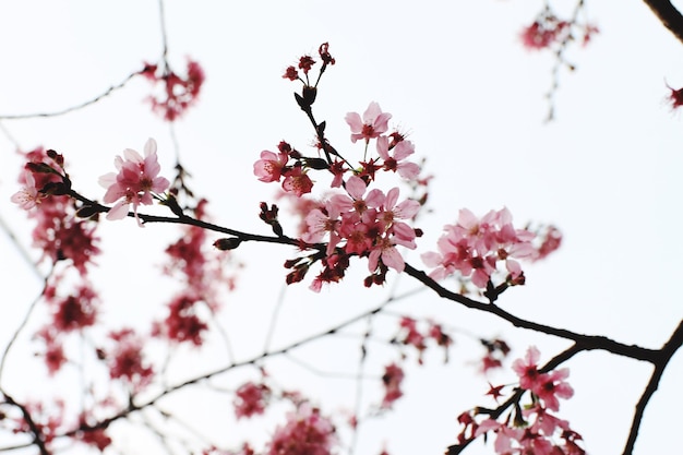 写真 桜の花の低角度の眺め