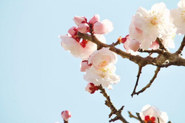 写真 空に照らされた桜の低角度の景色