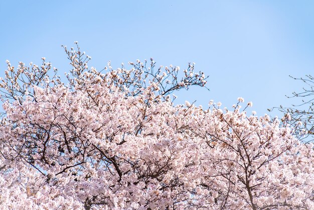 사진 하늘 을 배경 으로 체리 꽃 이 낮은 각도 에서 볼 수 있다