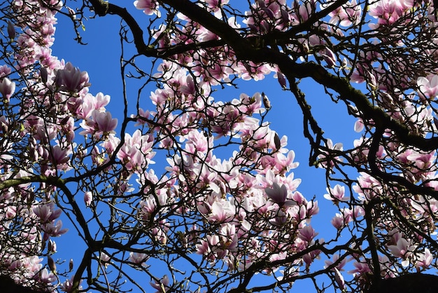 写真 空に照らされた桜の低角度の景色