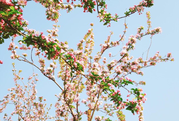 写真 空に照らされた桜の低角度の景色