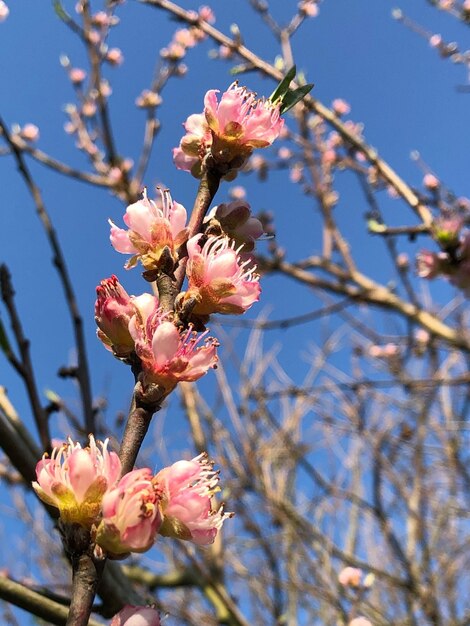 写真 春の桜の低角度の景色