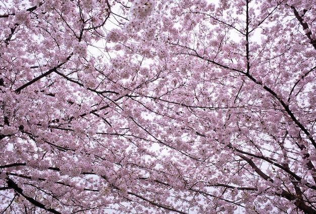 写真 桜の花の低角度の眺め