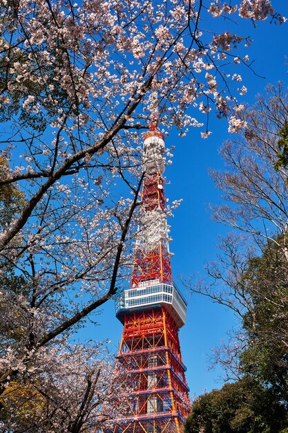 写真 青い空を背景にした桜の低角度の景色