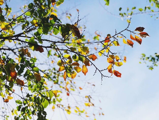 写真 空に照らされた桜の低角度の景色