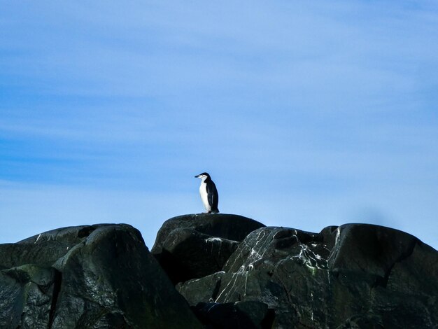 写真 南極の岩の上にある下巴帯のペンギンの低角度の眺め
