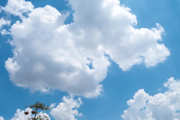 写真 青い空の雲の低角度の写真