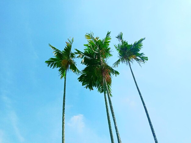 사진 푸른 하늘을 배경으로 코코  나무의 낮은 각도 시각
