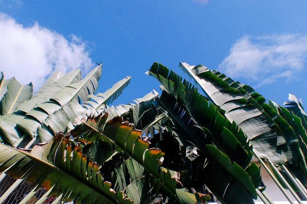 写真 青い空を背景にココナッツのナツメヤシの低角度の景色