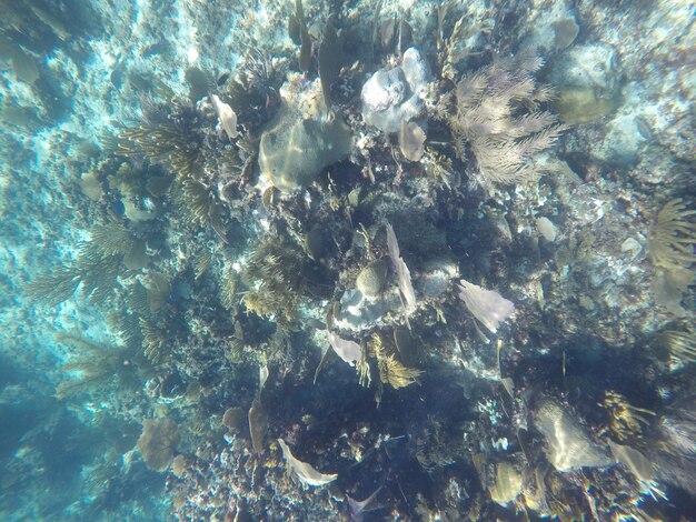 写真 海のサンゴの低角度の写真