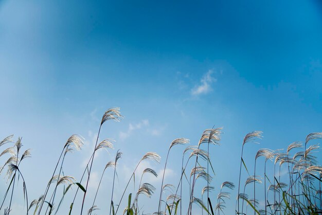 写真 天空を背景に作物の低角度のビュー