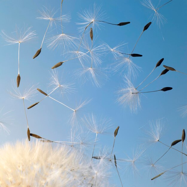 写真 天空を背景にしたオオカミの低角度の景色