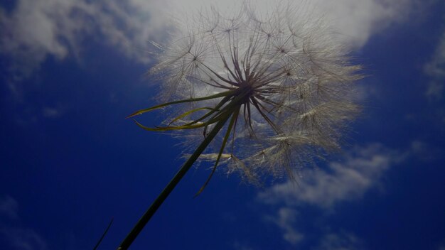 写真 天空を背景にしたオオカミの低角度の景色