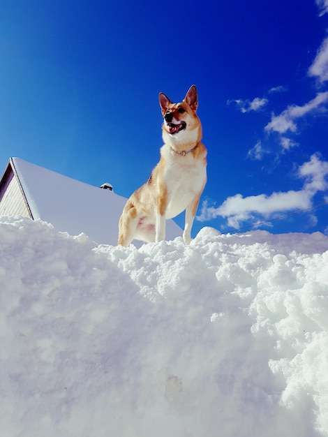 写真 青い空を背景にした犬の低角度の景色