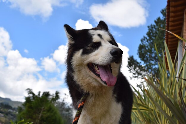 写真 空に照らされた犬の低角度の視点