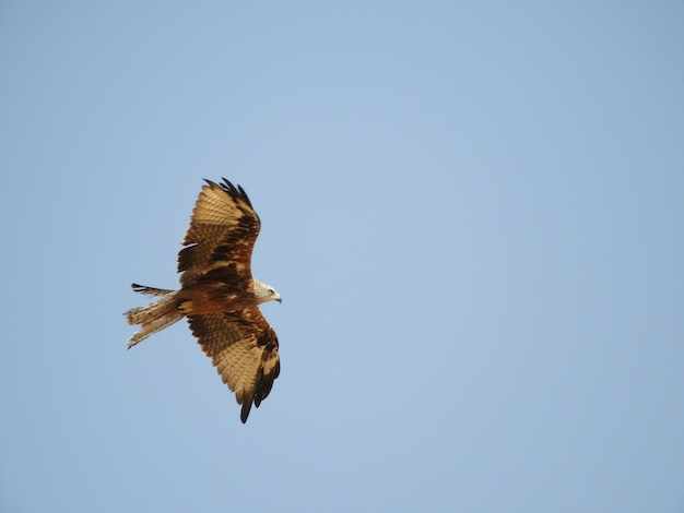 Фото Низкоугольный вид орла, летящего на чистом небе