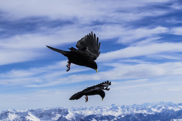 写真 空に向かって飛ぶ<unk>の低角度の景色