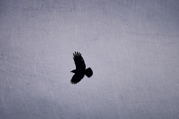 Фото Низкий угол полета орла