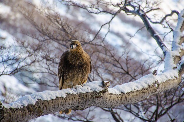 写真 枝に座っている<unk>の低角度の眺め