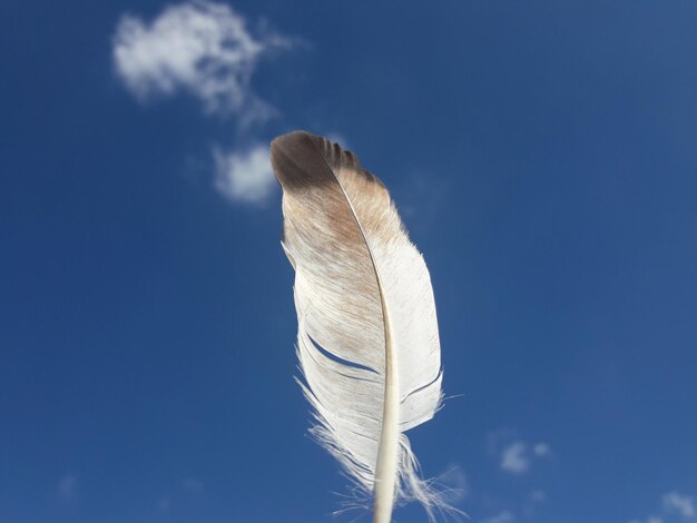 写真 青い空を背景にした羽毛の低角度の景色