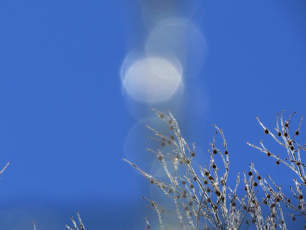 写真 青い空を背景にした花の低角度の景色