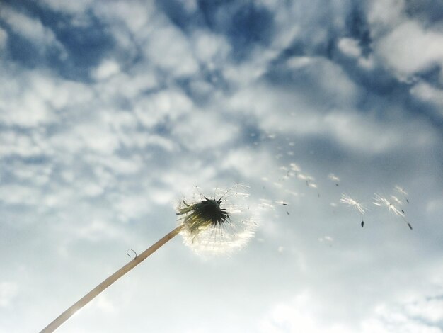 写真 空に照らされた花の低角度の景色