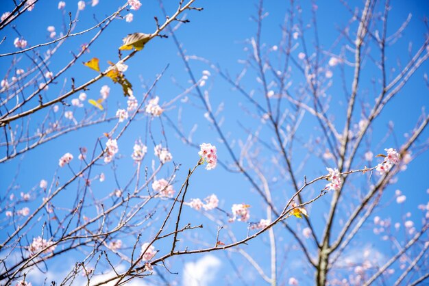 写真 青い空を背景に花の木を低角度で眺める