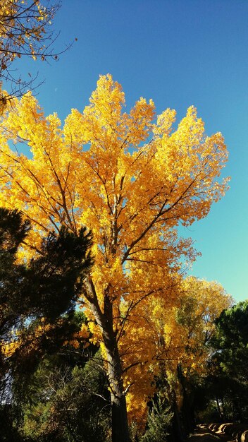 写真 青い空を背景に花の木を低角度で眺める