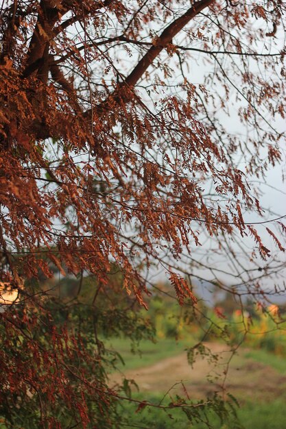 写真 空に照らされた花の木の低角度の景色