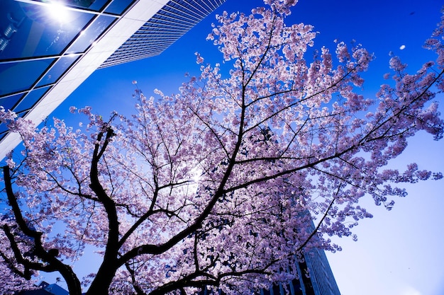 写真 花の木と建物の低角度の眺め