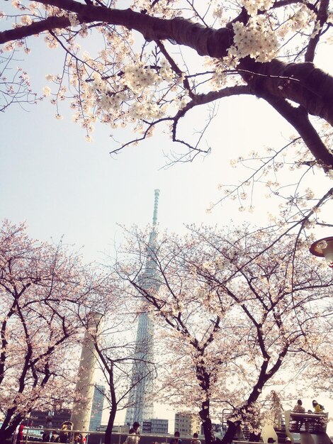 写真 明るい空を背景に花の木を低角度で眺める