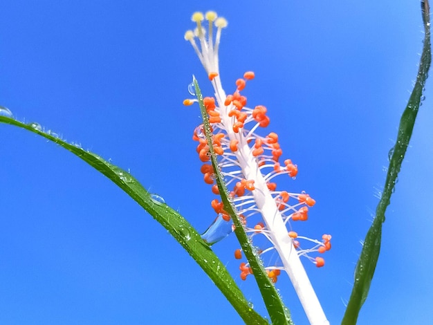 写真 青い空を背景に花をかせる植物の低角度の景色