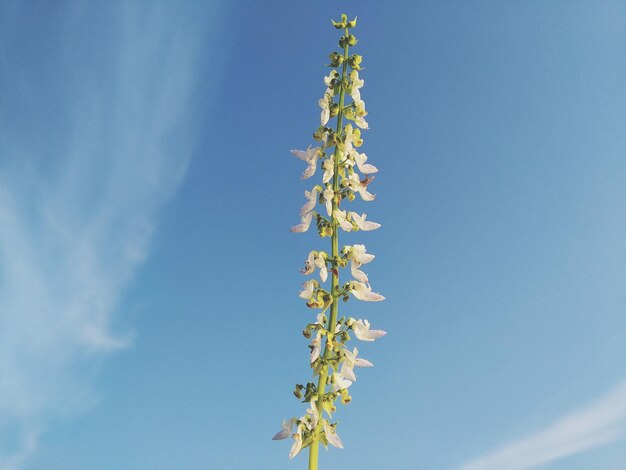 사진 푸른 하늘 을 배경 으로 꽃 을 피우는 식물 의 낮은 각도 시상